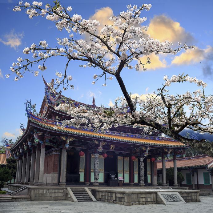 Taiwan - Sakura