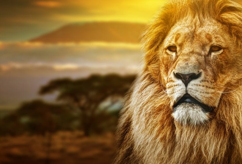 Fast Passports & Visas Ohio | Cameroon Cameroon - Lion