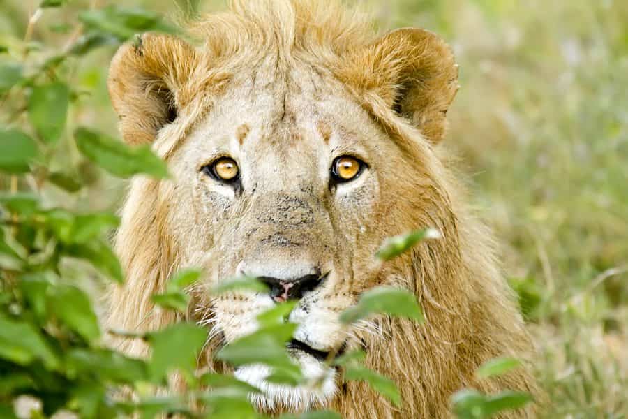 Tanzania Lion